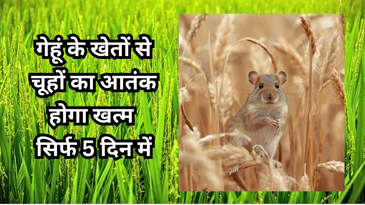 गेहूं की फसल में चूहों का आतंक