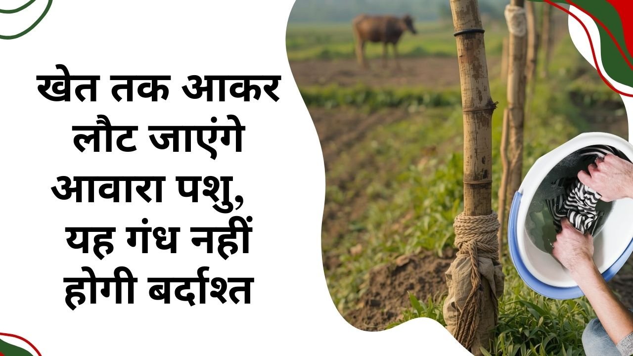 खेतों से आवारा पशु हटाने का सस्ता उपाय