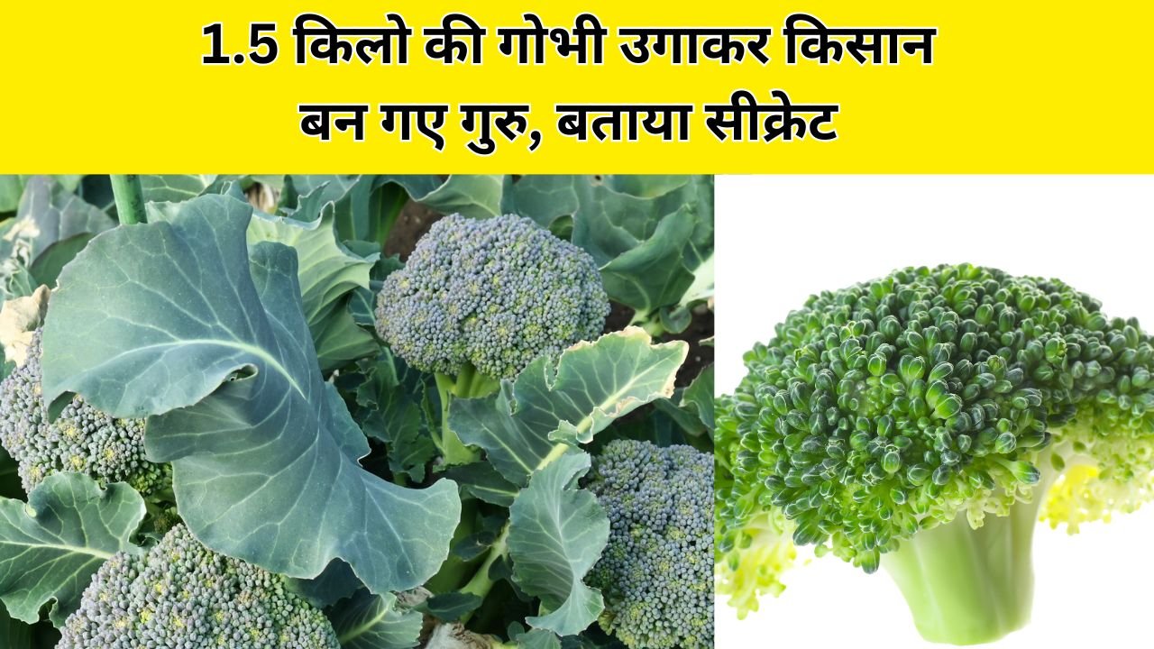 1.5 किलो की गोभी