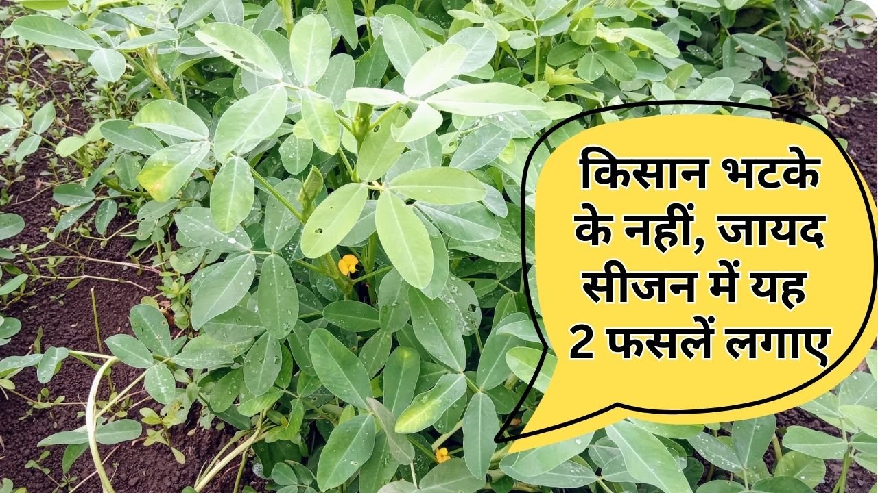 जायद सीजन में मुनाफा देने वाली फसल