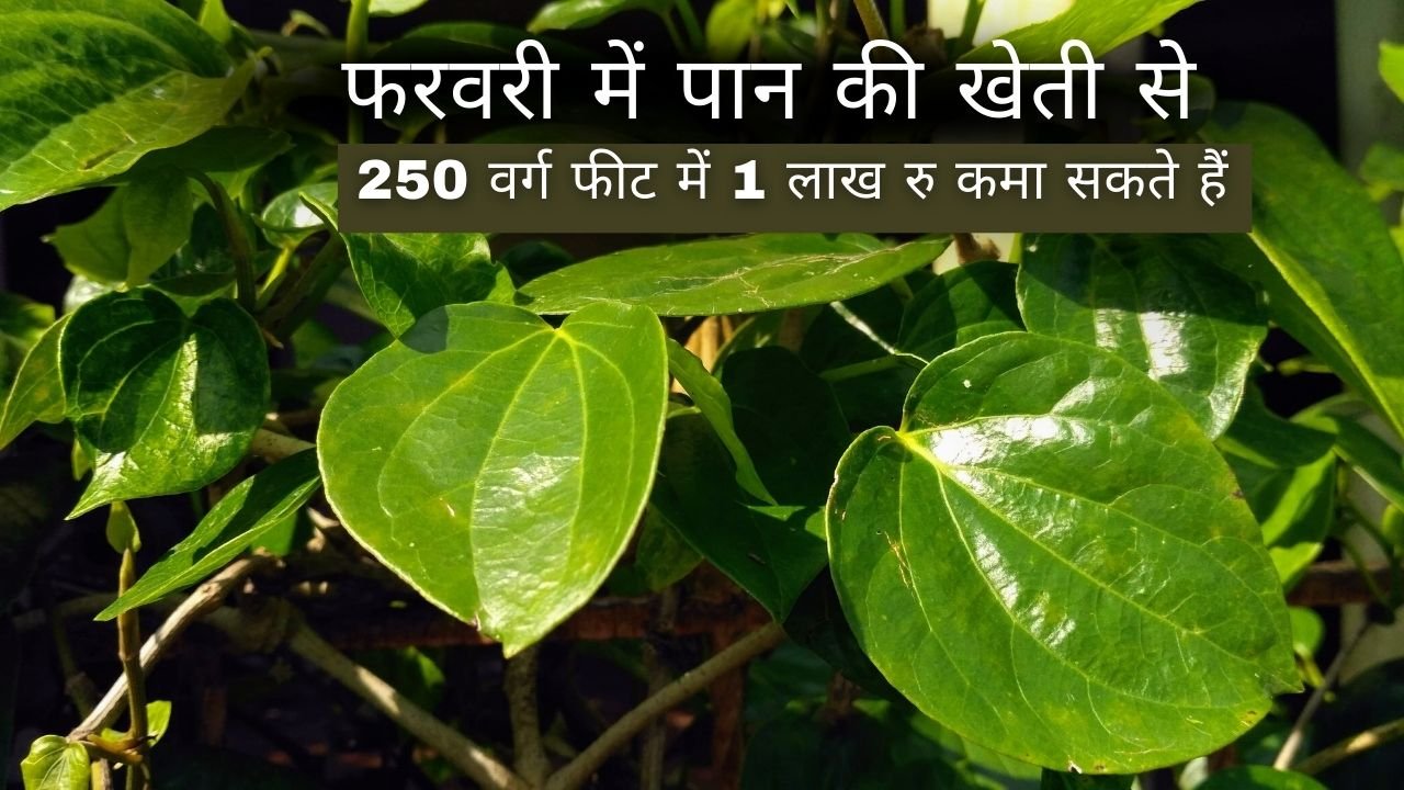 पान की खेती में कमाई