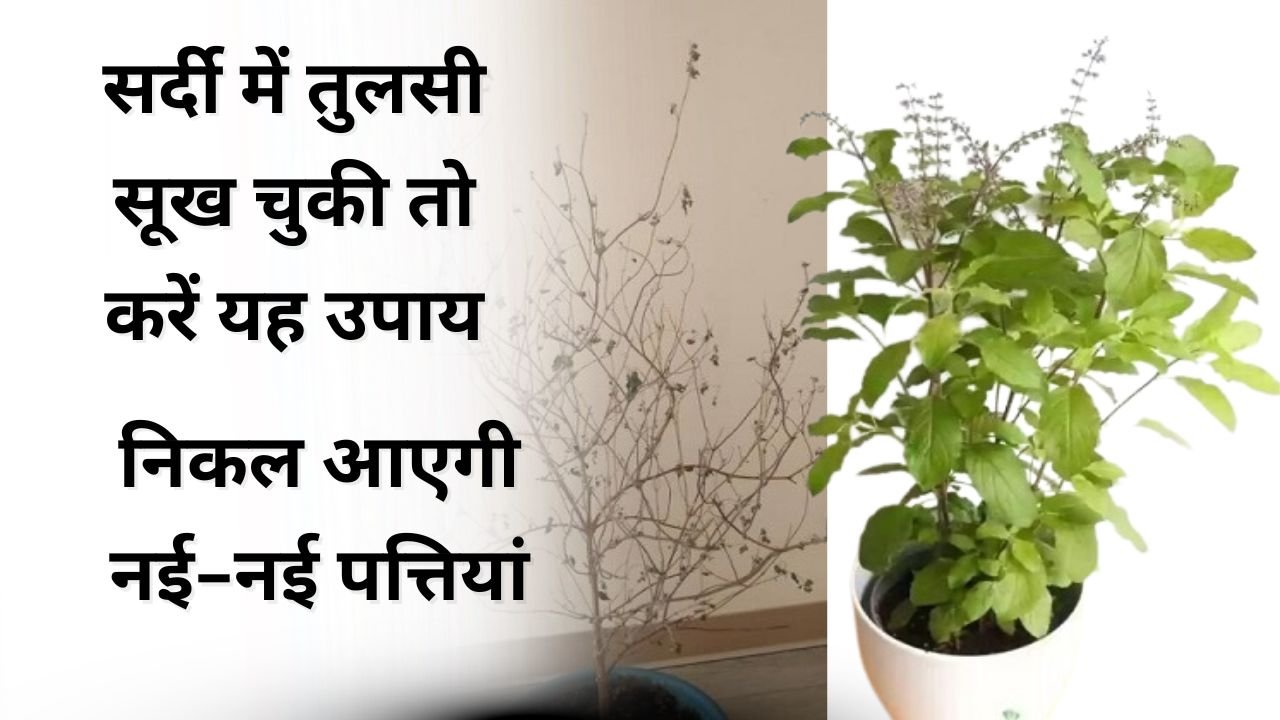सर्दी में सूखी तुलसी को हरा भरा कैसे करें