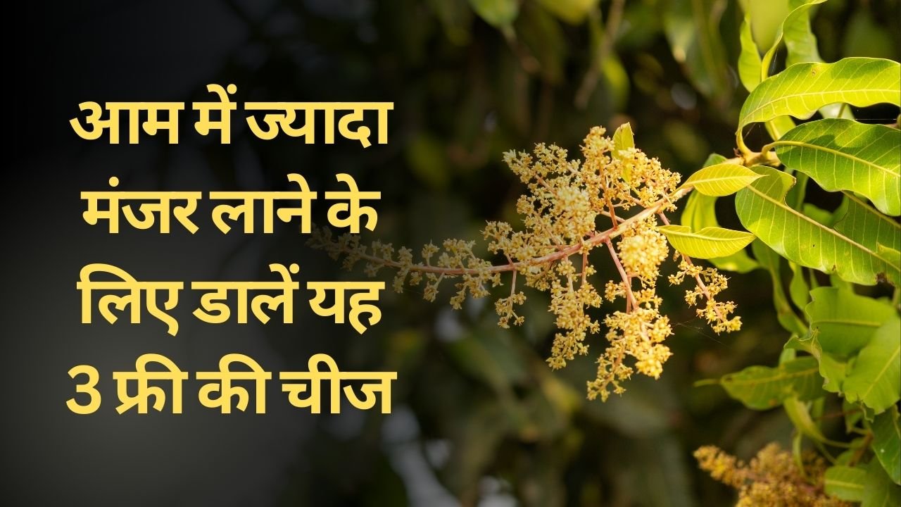 आम में ज्यादा मंजर लाने के लिए डालें यह 3 चीज