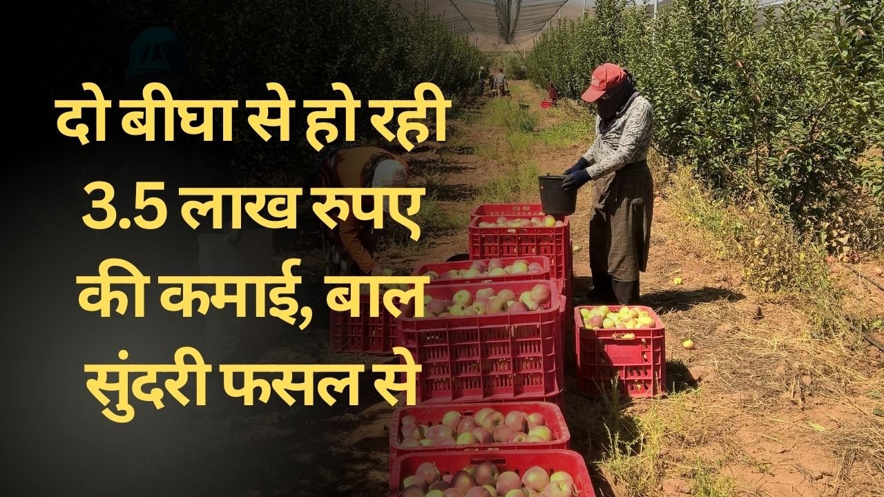 बाल सुंदरी एप्पल बेर की खेती