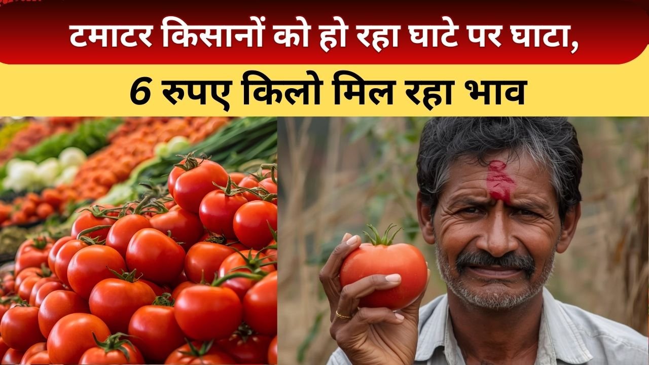 टमाटर के भाव कहां पर कम है
