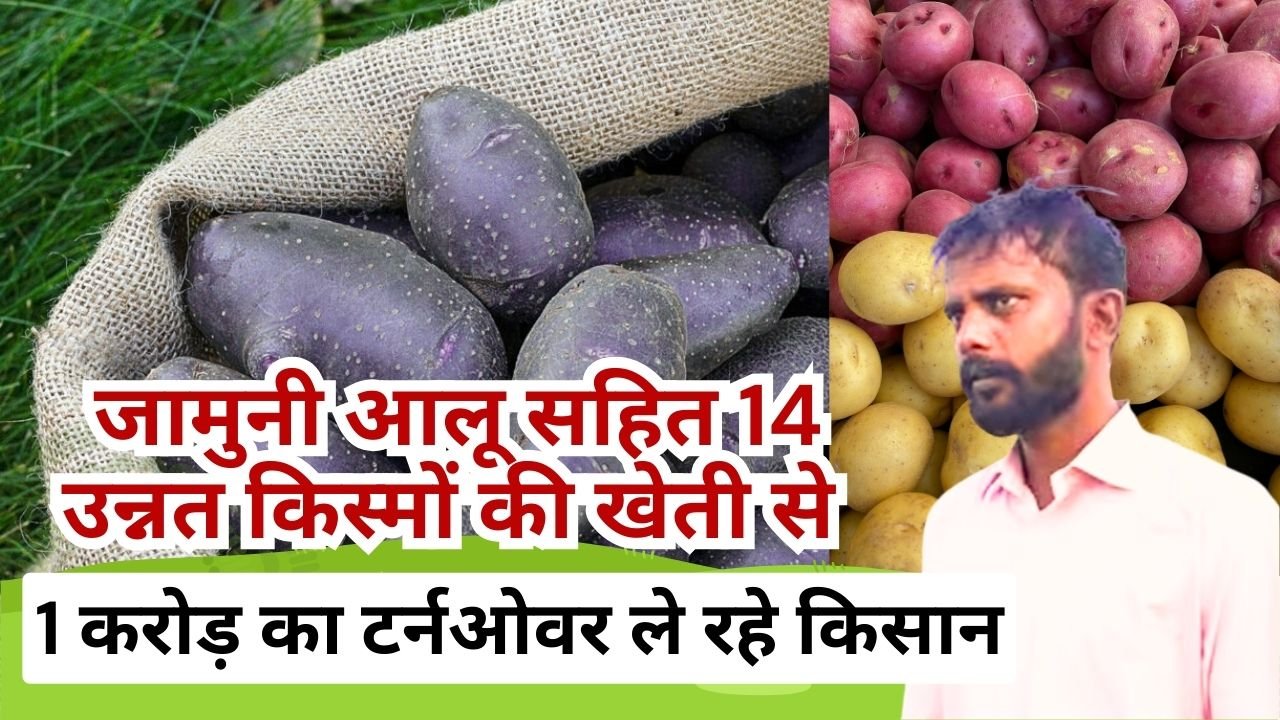 जामुनी आलू