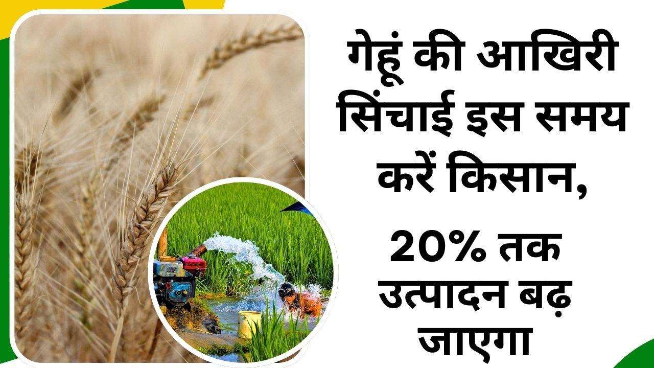 गेहूं की आखिरी सिंचाई समय पर करने के फायदे