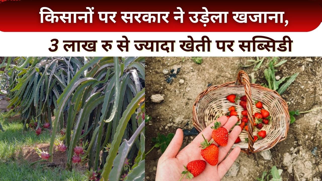 विदेशी फलों की खेती के लिए सब्सिडी