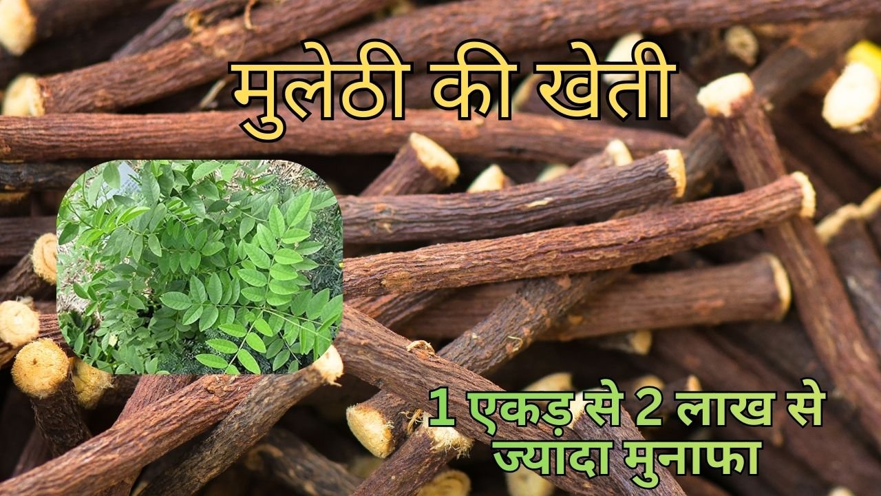 मुलेठी की खेती में कमाई