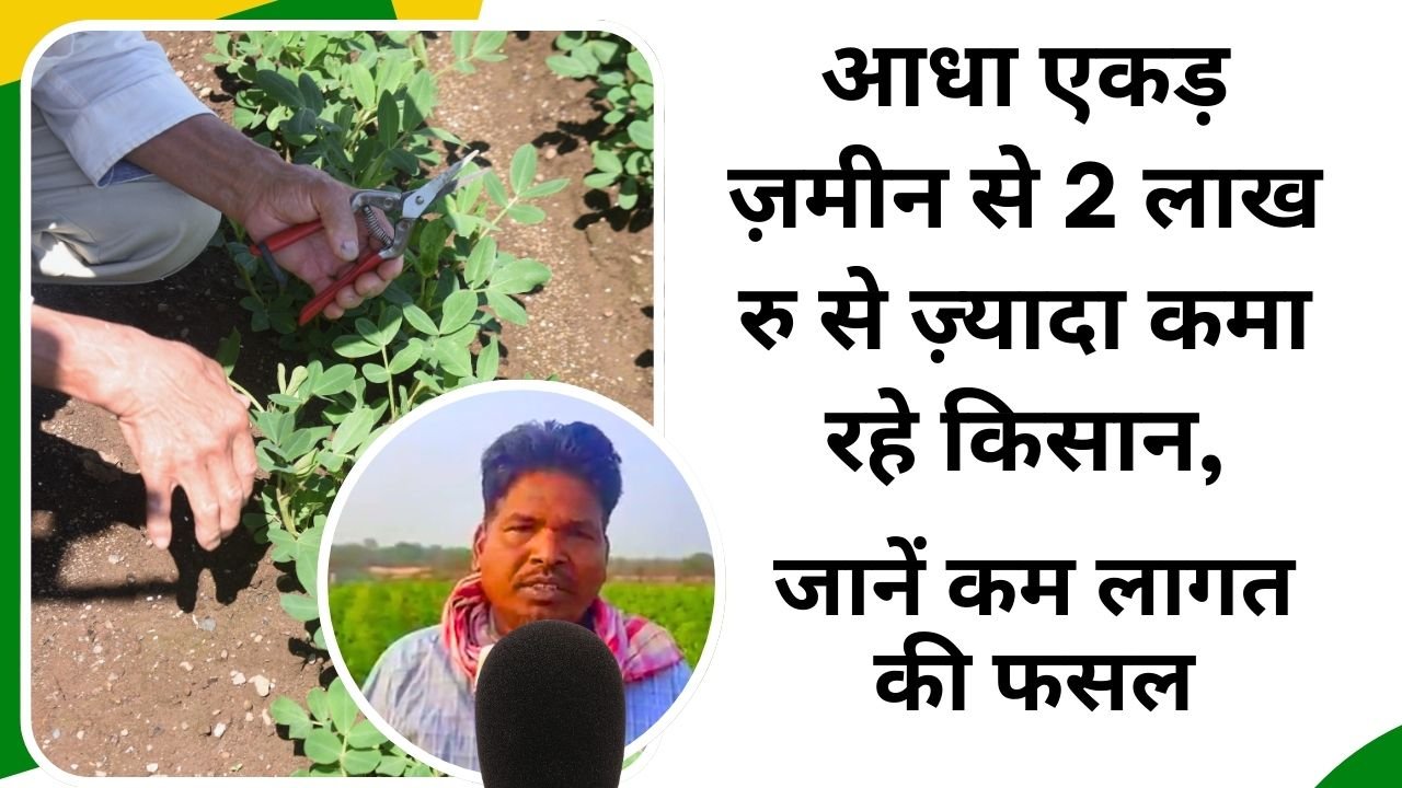 कम लागत में ज़्यादा मुनाफ़ा देने वाली फसल