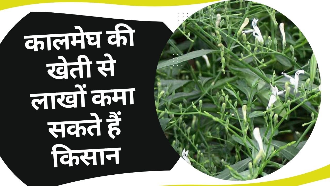 कालमेघ की खेती में कमाई