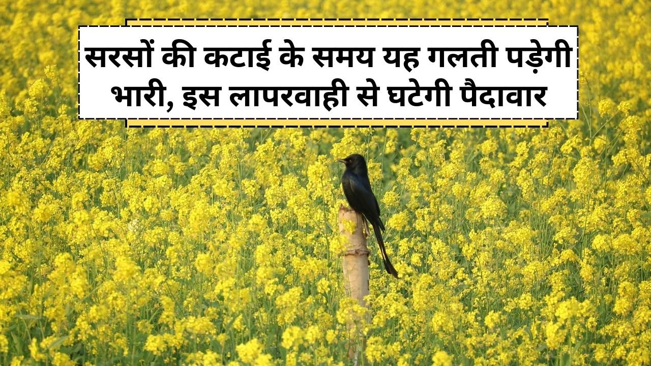 सरसों की कटाई का सही समय
