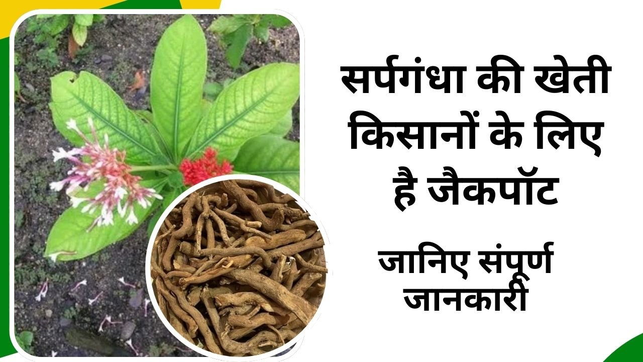 सर्पगंधा की खेती की संपूर्ण जानकारी