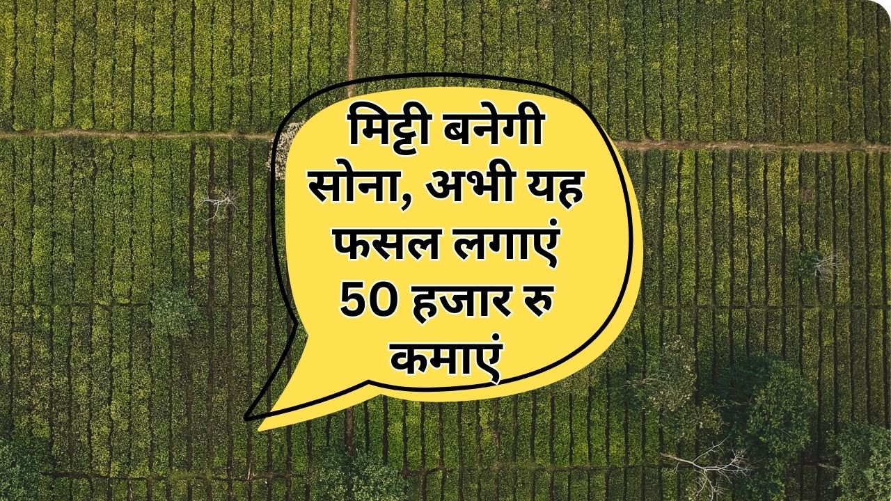 ग्रीष्मकालीन मूंग की खेती