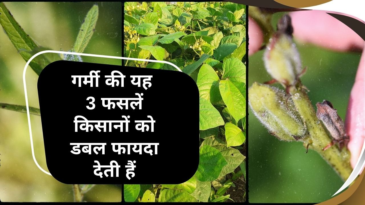 फरवरी-मार्च के लिए पारंपरिक फसल