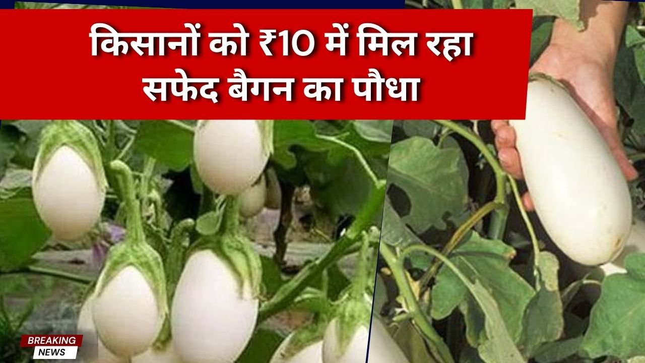 सफेद बैगन का पौधा ₹10 में कहां मिलेगा