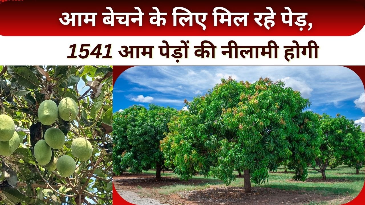 आम के पेड़ की बोली कहां लगा रही