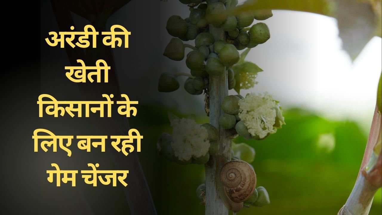 अरंडी की खेती में कमाई कितनी है