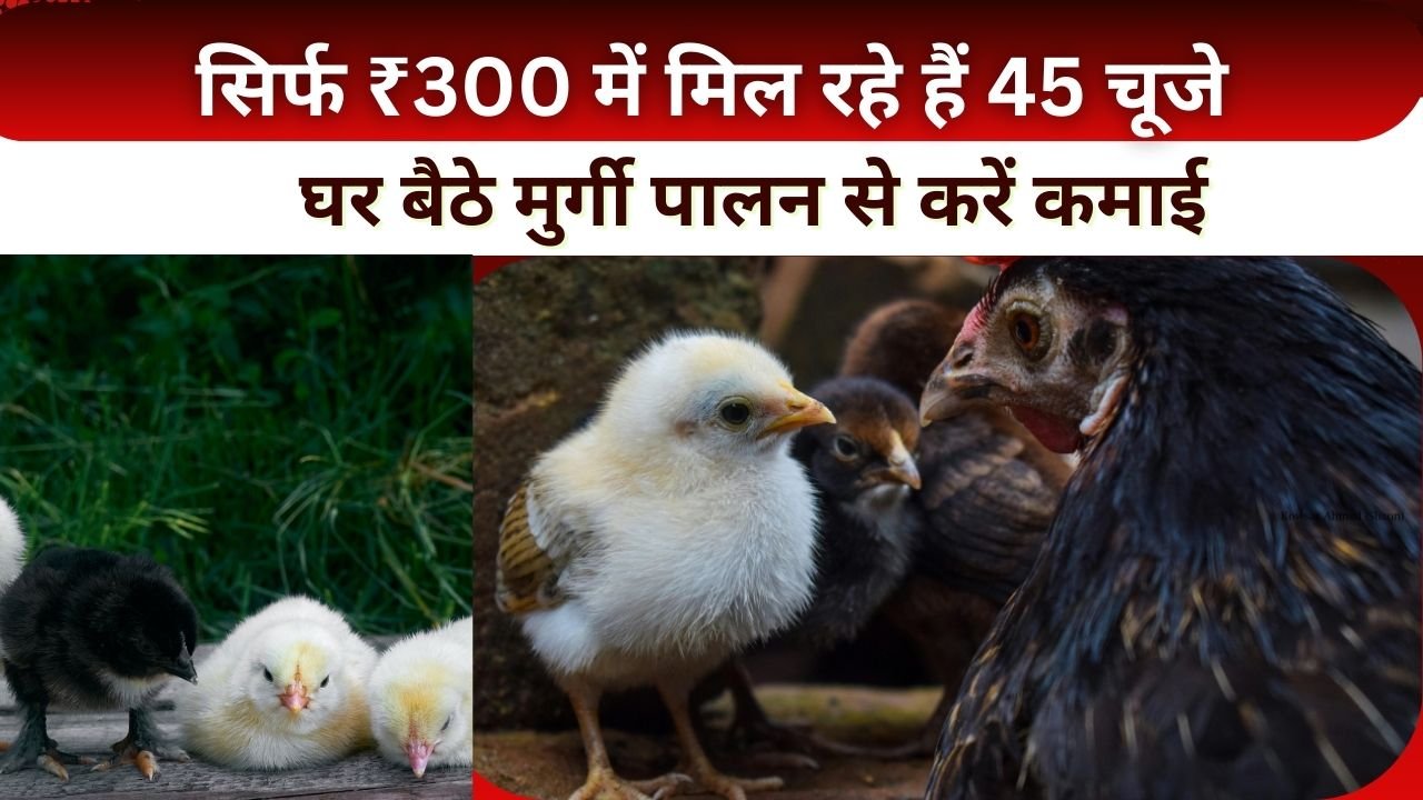 बैकयार्ड कुक्कुट इकाई वितरण योजना