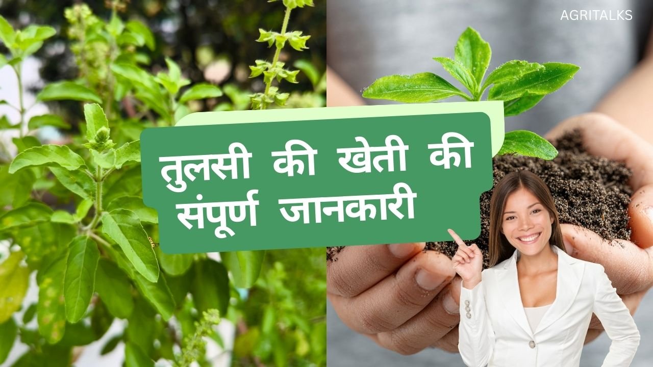 तुलसी की खेती कैसे करें