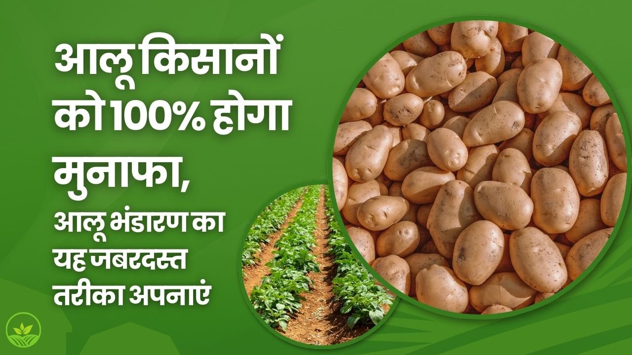 आलू को लंबे समय तक स्टोर करने के उपाय