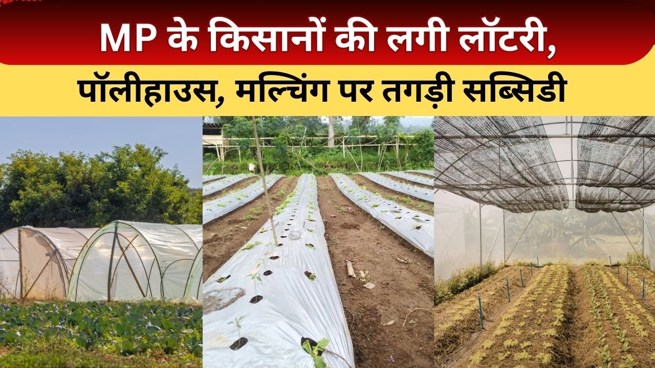 पॉलीहाउस-शेडनेट हाउस-मल्चिंग पर सब्सिडी