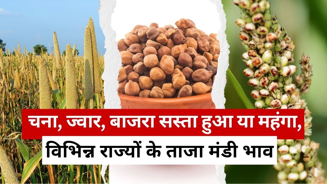 चना का मंडी भाव