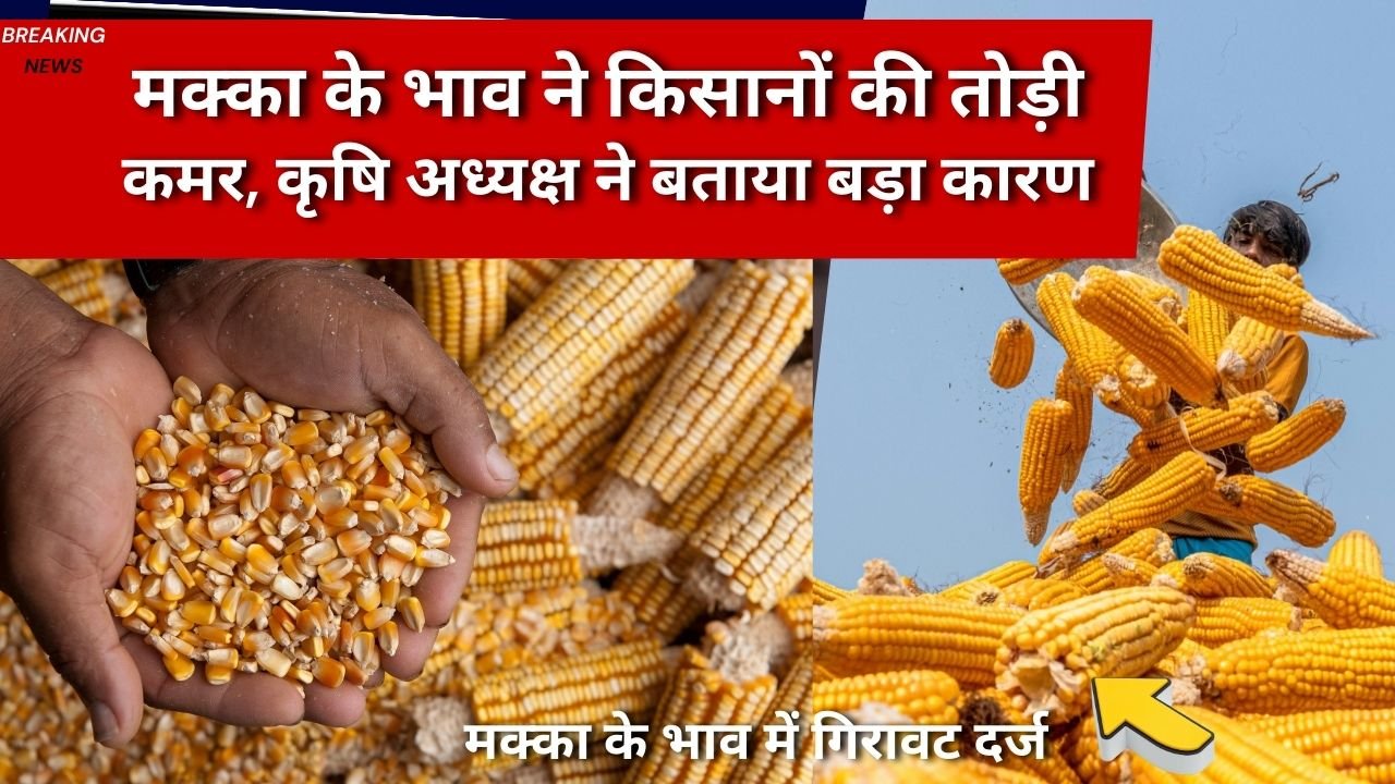 मक्का के भाव में गिरावट दर्ज