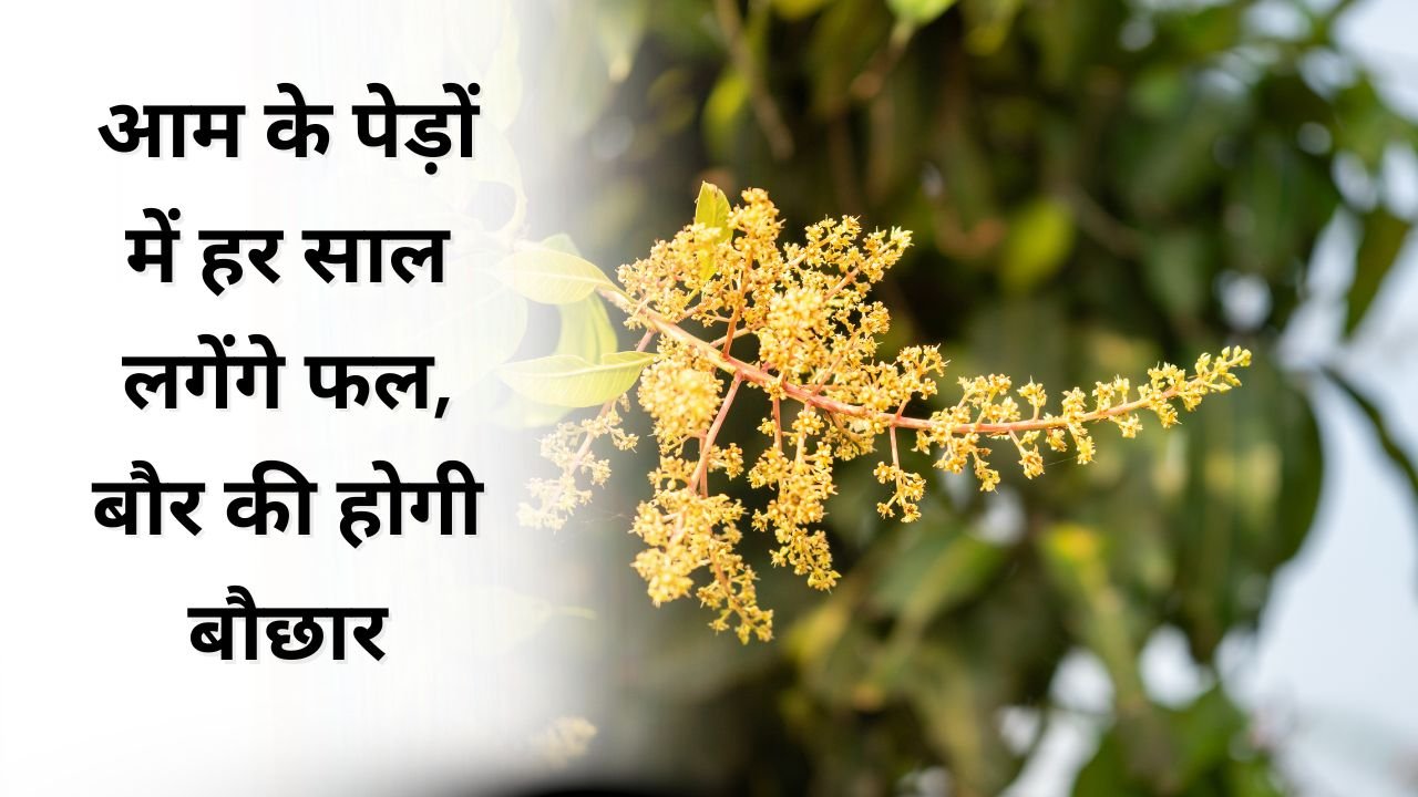 आम के पेड़ों में बौर फल न आने की समस्या