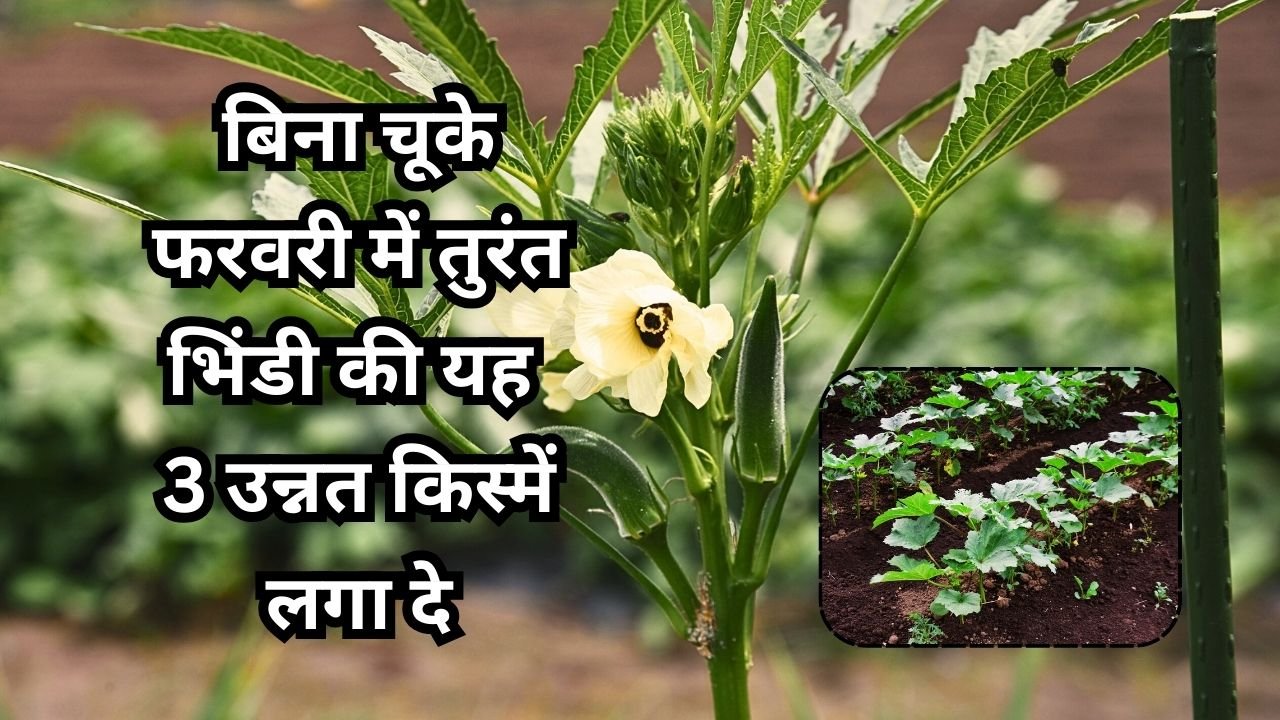 फरवरी में भिंडी की खेती के लिए किस्में