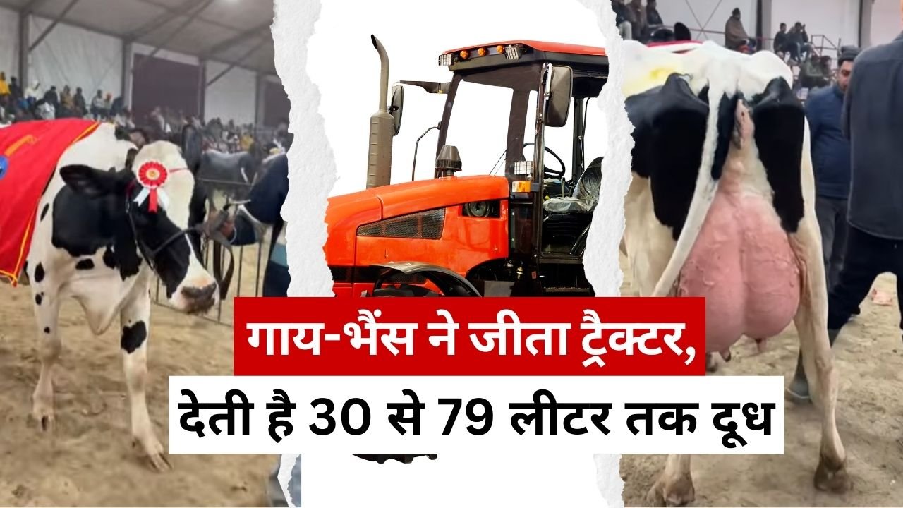 गाय-भैंस