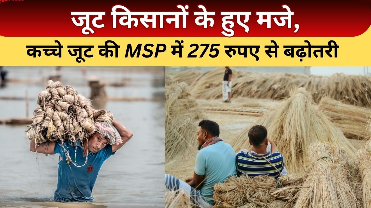 कच्चा जूट की MSP में 275 रुपए की बढ़ोतरी
