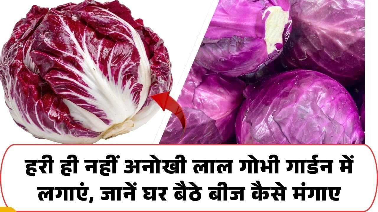 लाल गोभी के बीज कैसे आर्डर करें