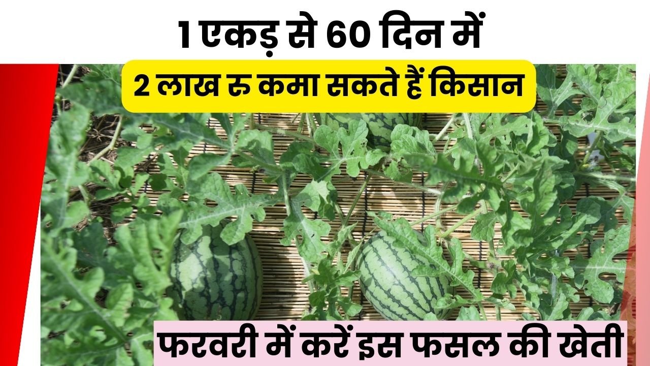 फरवरी के लिए मुनाफे वाली फसल