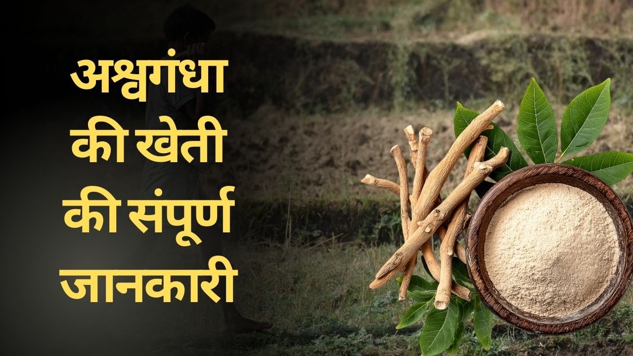 अश्वगंधा की खेती की संपूर्ण जानकारी