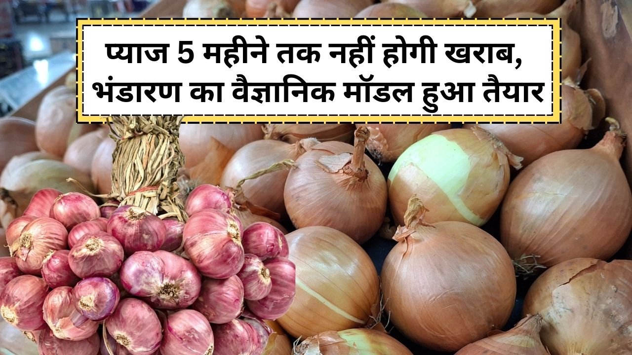 प्याज 5 महीने तक सुरक्षित रखने का जुगाड़