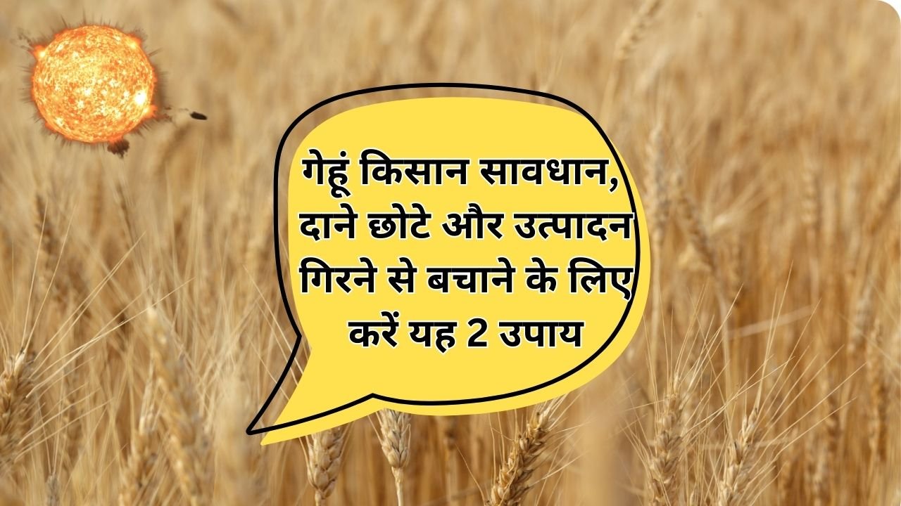 गर्मी से गेहूं कैसे बचाएं
