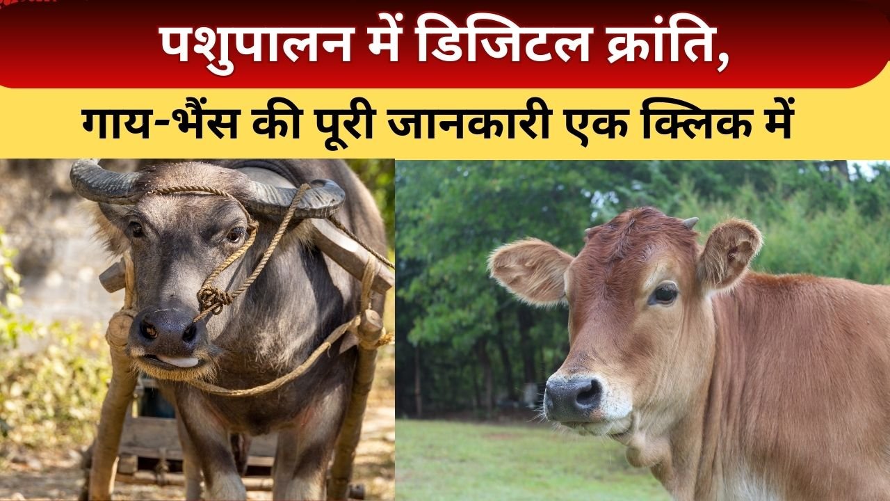 भारत पशुधन