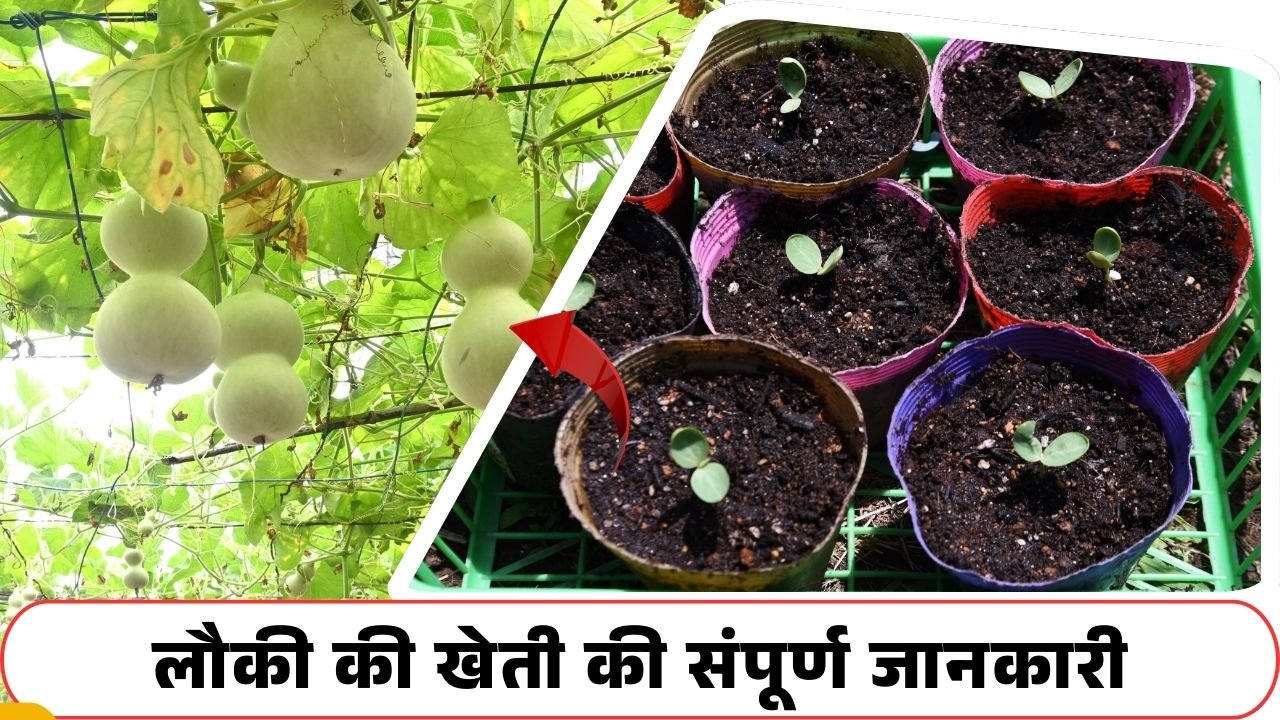 लौकी की खेती में कमाई