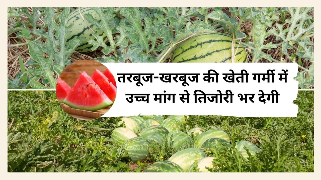 तरबूज-खरबूज की खेती की संपूर्ण जानकारी